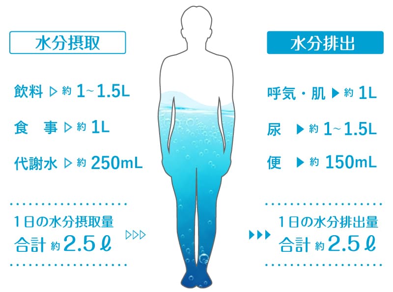 一日に必要な水の量って知ってる 水と暮らしの研究部 水知識やセントラル浄水器 オール浄水の専門メディア